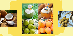 Coconut