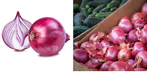 Onion